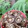 Cooksnap dari ~LaraSati~ untuk resep Kue Kuping Gajah Eggless