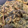 Cooksnap dari GiSoraya untuk resep Serundeng Daging / Dendeng Ragi