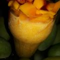 Apeksha sam का कुकस्नैप जब उन्होंने मैंगो ड्रीम मूज़ (Mango Dream Mousse Recipe in Hindi) बनाया था।