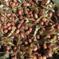 Cooksnap dari Strd untuk resep Kering Tempe Teri Kacang