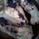 Cooksnap dari Neiino Pratama untuk resep Ayam bakar teflon simple
