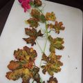 Bakul Samantha Sarkar's cooksnap of when they made উচ্ছে পাতার পকোড়া (Ucche patar pakoda recipe in bengali).