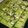 Cooksnap dari Radika Prayoga untuk resep Green Tea Brownie