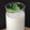 El cooksnap de Encarna Pérez (La Cocina De Encarni) cuando hizo Batido de melón Thermomix.