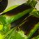 Cooksnap dari Camayyy untuk resep Nasi bakar ayam suwir kemangi