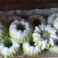 Cooksnap dari Ayu Haryani untuk resep RESEP KUE PUTU AYU MAYANG KUKUS - DAPUR MARISA