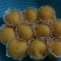 Cooksnap dari nadya panggas untuk resep Bolu kukus keju simpel no mixer