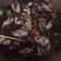 Cooksnap dari Dyaz Cinderakasih untuk resep Cumi Masak Hitam (Tinta)