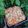Cooksnap dari K. untuk resep Homemade Pizza