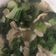 Cooksnap dari Teh susi untuk resep Tumis Pokcoy Otak Otak
