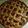 Császárné Éva Zsuzska Cooksnap-ja, amikor elkészítette a(z) Cseresznyés crostata receptet.