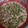 El cooksnap de Pepe cruz quintanilla cuando hizo Judías verdes a la carbonara con Thermomix tm6.
