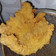 Cooksnap dari Vita Irawan untuk resep Ikan goreng tepung...renyaaah