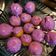 Cooksnap dari lely khairani untuk resep Chapssal Doughnuts | Donat Korea