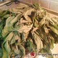 Cooksnap από tasa.dimi στη συνταγή Amaranthus blitum