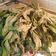 Cooksnap από tasa.dimi στη συνταγή Amaranthus blitum