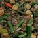 Cooksnap dari Sandra Hartas untuk resep Tumis kerang dara (kupas) simple