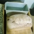 El cooksnap de Nikoburg cuando hizo Pan de harina 100% integral.