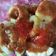 Cooksnap dari D e e untuk resep Siomay bandung