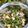 Cooksnap Sesimple Loralin semasa beliau membuat Kerabu Pucuk Gajus Udang Bendang #ChefZam.