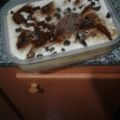 El cooksnap de Flopy Piro cuando hizo Postre de vainillas y flan tipo tiramisú.