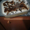 El cooksnap de Flopy Piro cuando hizo Postre de vainillas y flan tipo tiramisú.