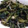 Cooksnap dari Maya untuk resep Kangkung tumis terasi