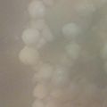 El cooksnap de Inma Gv cuando hizo Pisto con garbanzos.