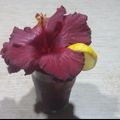 El cooksnap de Lady Marmalade cuando hizo Agua de Jamaica (Hibiscus) 🌺.