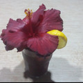 El cooksnap de Lady Marmalade cuando hizo Agua de Jamaica (Hibiscus) 🌺.