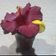 El cooksnap de Lady Marmalade cuando hizo Agua de Jamaica (Hibiscus) 🌺.