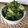 Cooksnap de Lo Reine sur la recette 🌿Chips de Chou Kale