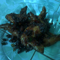 Cooksnap dari rasty andita untuk resep CEKER SAYAP GANAS