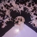 Cooksnap dari suheti benio untuk resep Bolu ketan hitam kukus super lembut
