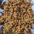 Rupal Gokani's cooksnap of when they made મઠ નુ શાક (Moth Beans Shak Recipe In Gujarati).