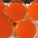 bhaktiviroja1109's cooksnap of when they made મેંગો જયૂસ (Mango Juice Recipe In Gujarati).
