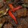 Cooksnap dari Sophie Andri untuk resep Sambal krecek gudeg