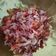 Cooksnap dari Dumasari Triana Putri Siregar untuk resep Sambal Matah Kecombrang