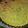El cooksnap de Joana Rovere cuando hizo Faina de zapallitos .