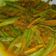 Cooksnap dari Siswaty Elfin Bachtiar untuk resep acar kuning khas pontianak