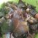 Cooksnap dari Resep Viralesti untuk resep Tumis Tahu Jamur Kuping Hitam