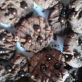 Cooksnap dari tyong untuk resep Chocochip cookies teflon (1 telur)