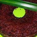 Cooksnap dari JQie Qie untuk resep Bolu karamel/sarang semut ekonomis enak abis