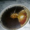 صورة من yacine yacine، شاركها بعد تجربة وصفة مسكوتشو خفيف ضريف🍰