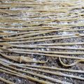 El cooksnap de ale cuando hizo Fideos caseros rápido, económico, sencillo.