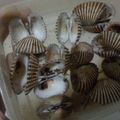 Cooksnap dari Fifi Atya untuk resep Kerang dara rebus