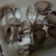 Cooksnap dari Fifi Atya untuk resep Kerang dara rebus
