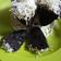 Cooksnap dari Susyanti Susyanti untuk resep Brownies Oreo Kukus
