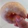 Cooksnap dari D Amalia Y untuk resep Donat Kentang Awet Empuk Lembut