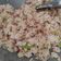 Cooksnap dari Tika Ristiyana untuk resep Nasi Goreng Kornet Praktis Untuk Bekal Sekolah